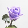 Rosa eterna morada