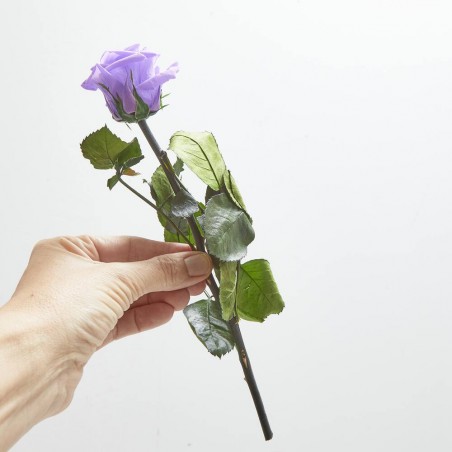 Rosa eterna morada