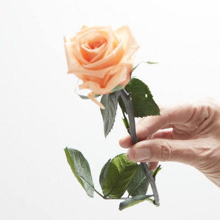 Rosa eterna melocotón