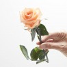 Rosa eterna melocotón