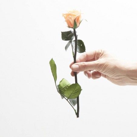 Rosa eterna melocotón