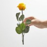 Rosa eterna amarilla