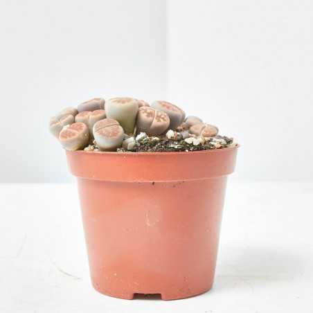 LITHOPS CACTUS