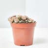 LITHOPS CACTUS