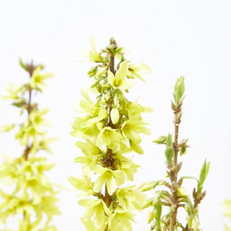 FORSYTHIA