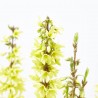 FORSYTHIA