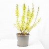 FORSYTHIA