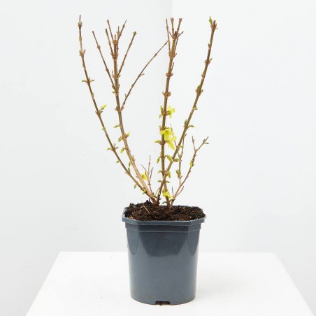 FORSYTHIA