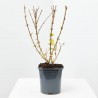 FORSYTHIA
