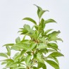 FORSYTHIA
