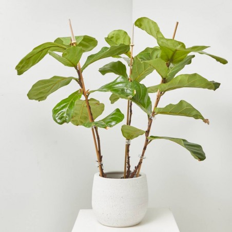 FICUS LYRATA