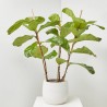 FICUS LYRATA