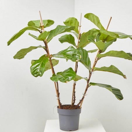FICUS LYRATA