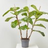 FICUS LYRATA