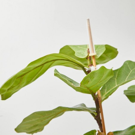 FICUS LYRATA