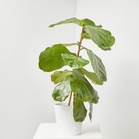 FICUS LYRATA