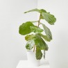 FICUS LYRATA