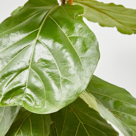 FICUS LYRATA