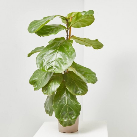 FICUS LYRATA