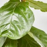 FICUS LYRATA