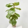 FICUS LYRATA