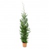CIPRES HIBRIDO CUPRESSUS LEYLANDII