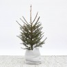 ABETO NATURAL PICEA EXCELSA ENRAIZADA