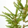 ABETO NATURAL PICEA EXCELSA ENRAIZADA