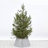 ABETO NATURAL PICEA EXCELSA ENRAIZADA
