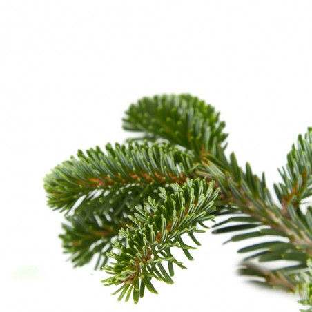 ABETO NATURAL ABIES NORMANDIANA