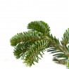 ABETO NATURAL ABIES NORMANDIANA