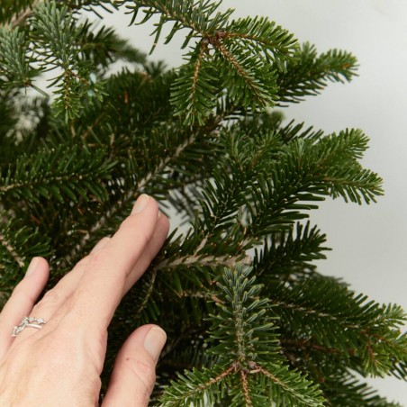 ABETO NATURAL ABIES NORMANDIANA
