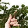 ABETO NATURAL ABIES NORMANDIANA