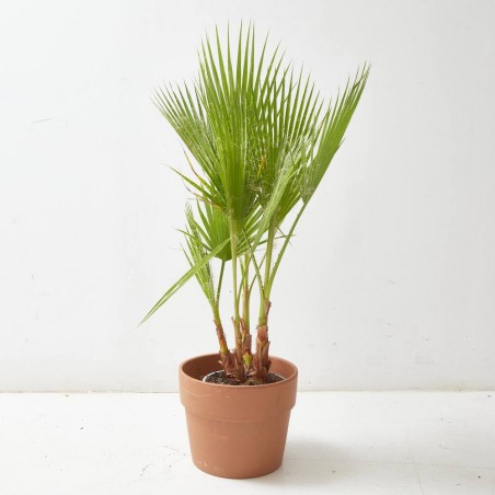 WASHINGTONIA MULTITRONCO