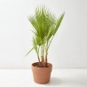 WASHINGTONIA MULTITRONCO