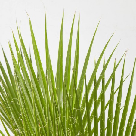 WASHINGTONIA MULTITRONCO