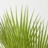 WASHINGTONIA MULTITRONCO
