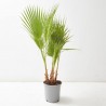 WASHINGTONIA MULTITRONCO