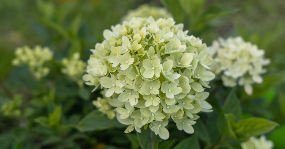 Cuidados de las plantas acidófilas o plantas ácidas