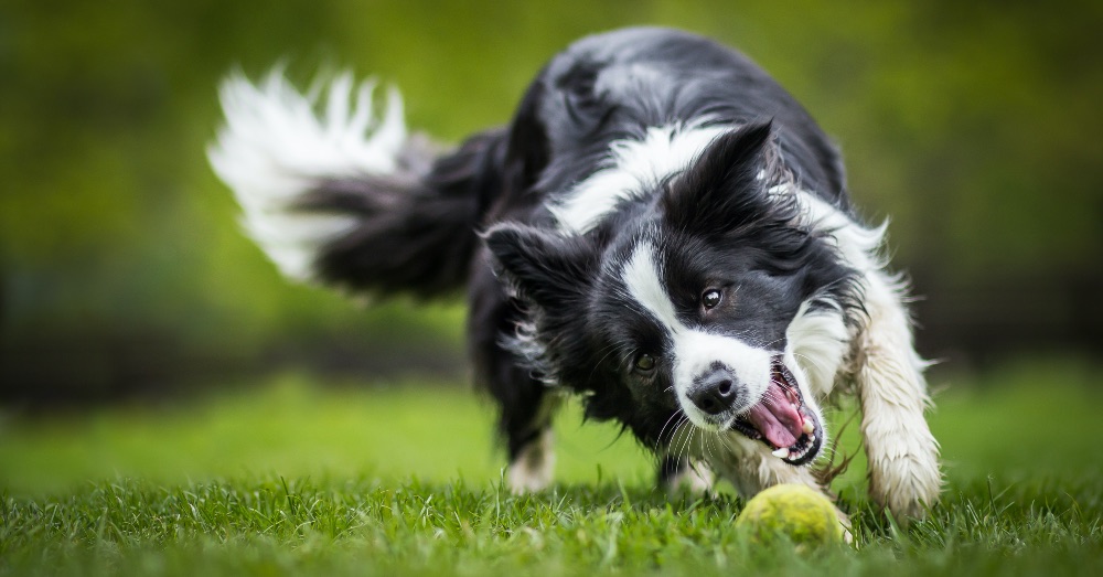 Cómo gastar energía de un perro
