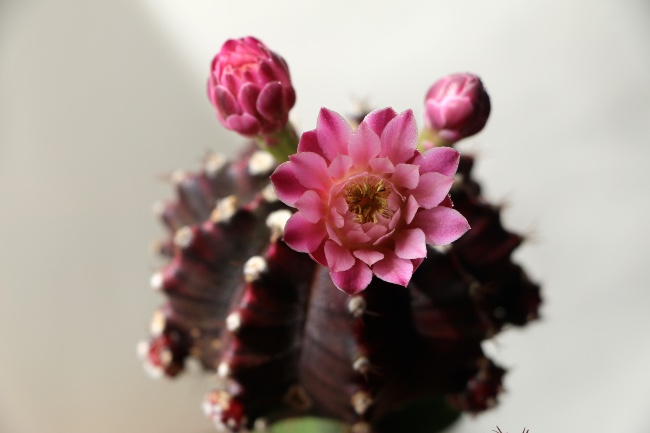 Luz que necesitan los cactus injertados