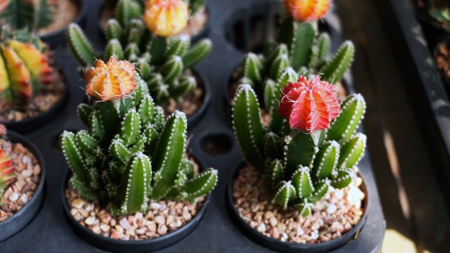 Cactus injertados en Verdecora