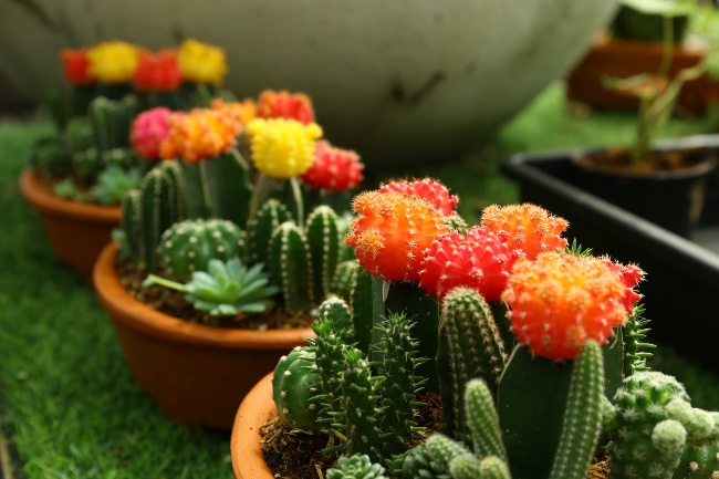 Macetas para cactus injertados