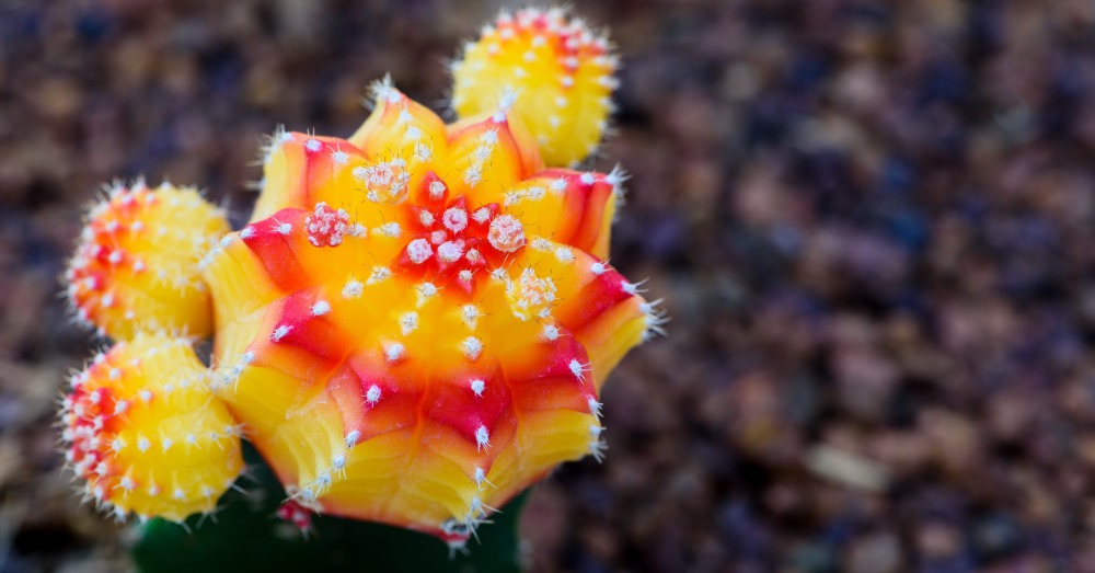 Cuidados de los cactus injertados