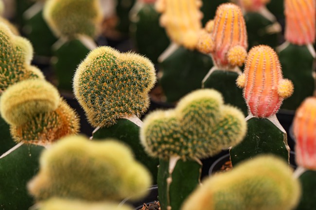 Formas de los cactus injertados