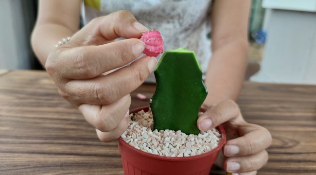 Problemas de cultivo de los cactus injertados
