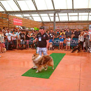 desfile_canino_6