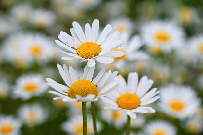 Margarita Leucanthemum palodosum