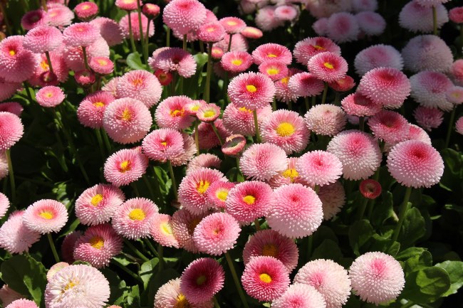 Bellis perennis