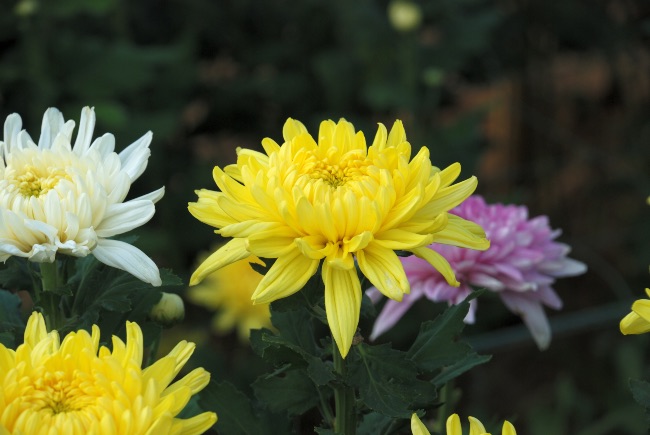 Crisantemo margarita